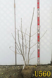 yIׂ錻izAI_@@c؁@90cm`