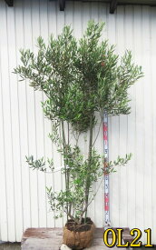 【選べる現品】オリーブの木　ひなかぜ(ヒナカゼ)　苗木　樹高約1.8m