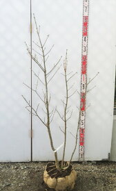 【現品】アオダモ 株立ち　苗木　樹高約1.3m　Q818