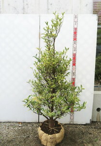 【現品発送】斑入り榊(フイリサカキ)苗木 樹高1.4m 112211