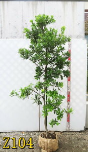 yIׂ錻iz}iRj@iYCREjc؁@1.5m`@؁@A