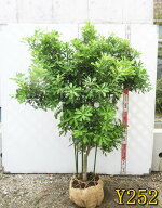 【選べる現品】ヤマモモ（山桃）　瑞光（ズイコウ）苗木　樹高約1.4m～　庭木　植木