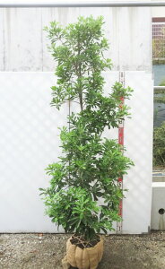 yiz}iRj@GiVEzEj c؁@1.8m@G192