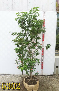 yIׂ錻izΎR@ti΃}{EVj@iQbREj@{@1.2m`@c