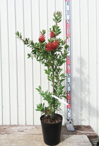 ������i�L���|�E�W���j�@�u���b�V�m�L/�u���V�̖؁@7���@�c�؁iv07)