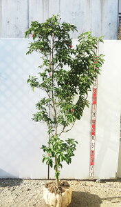 yi / V705zΎR@ti΃}{EVj c؁@iQbREj@1.6m