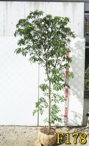 yizΎR@ti΃}{EVj c؁@iQbREj@1.8m