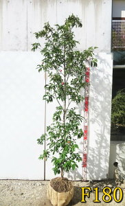 yizΎR@ti΃}{EVj c؁@iQbREj@1.8m