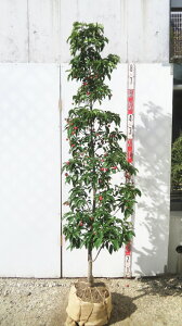 yizΎR@t(΃}{EV) c؁@(QbRE) @1.8m@U543