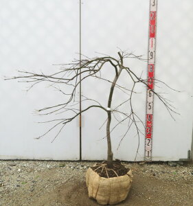 yi/Y255zAJV_~W@(Ԏ}gt)@c؁@70cm@V{c[ɃIXX@t