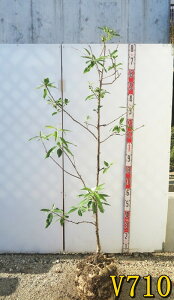 yIׂ錻izA[h̖؁@c؁@1.4m`