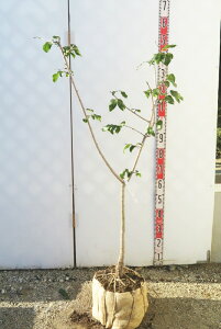 【現品発送】素心蝋梅(ソシンロウバイ) 苗木 樹高1.2m R103