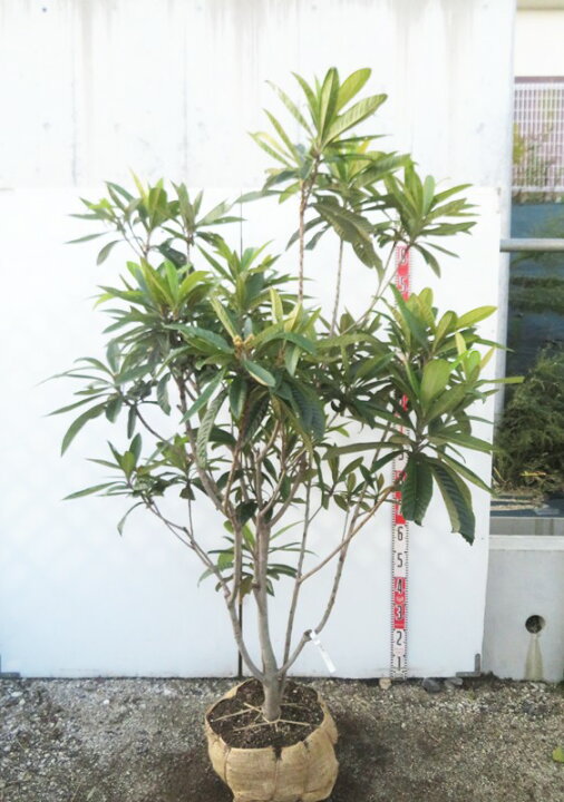 楽天市場】【現品】ビワの木（枇杷の木/びわの木） 茂木(モギ) 接ぎ木 