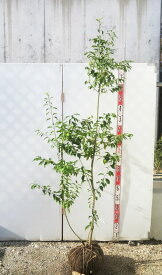 【訳あり/現品】ソヨゴ　株立ち　雌株(メス株)　樹高約1.8m　Y256《シンボルツリーに最適な苗木　植木　庭木》