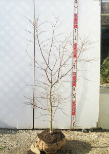 yiz`VI~W(gt)@c؁@1.2m@A909ygt@t@A؁z