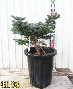 yIׂ錻izsZAEvQXg[q@OEJ@O{[T@10A@ڂؕc