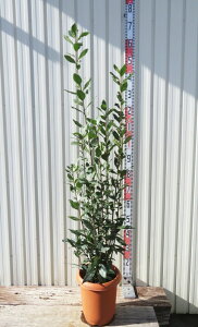 【現品/G101】ゲッケイジュ(月桂樹) 苗木 株立ち 8号鉢植え 【ローリエ/ローレル】