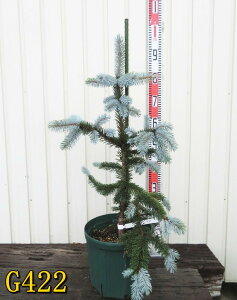 yIׂ錻izsZAEvQXg[q@zvV[@c؁@8A