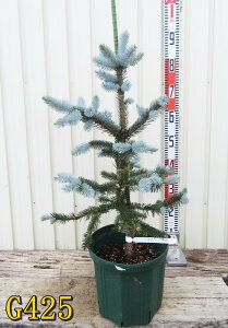 yIׂ錻izsZAEvQXg[q@zvV[@c؁@8A