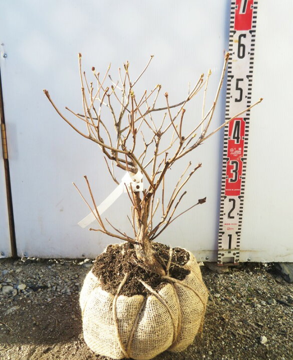 楽天市場】【現品発送】黒船ツツジ（クロフネツツジ） 苗木 樹高約30cm 