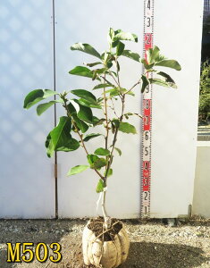 yIׂ錻izN@c؁@TCY @60cm`