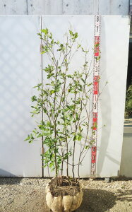 yizAJEu@r[XpCX@@c؁@1.3m@Y238