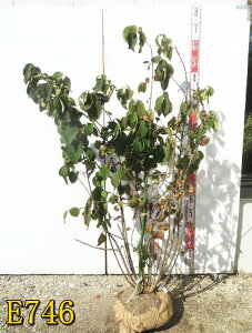 yIׂ錻izIIf}@ԁ@@c؁@1.3m