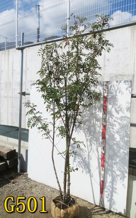 楽天市場】【選べる現品】ナナカマド(七竈) 株立ち 樹高約2m〜 落葉樹 