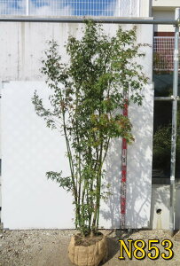 yIׂ錻izCn~W@@@c؁@2m