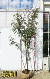 【選べる現品】ナナカマド(七竈)　株立ち　樹高約2m〜　落葉樹　苗木　植木　庭木r