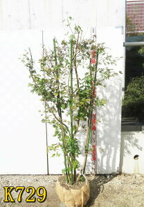 yIׂ錻izRnE`JGf@@c؁@1.3m`@tc@t