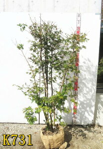 yIׂ錻izRnE`JGf@@c؁@1.3m`@tc@t