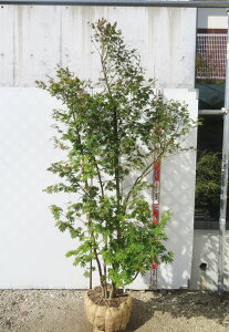 yi/K733zRnE`JGf@@c؁@1.8m@tc@t@r