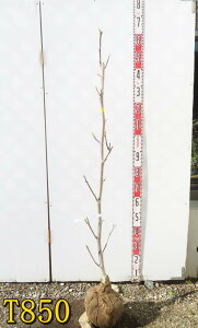 yIׂ錻izN@c؁@CG[o[h@1.2m`