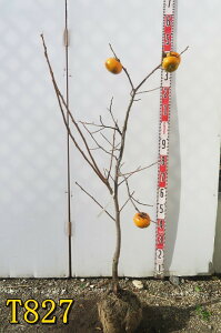 yIׂ錻izxL`(tEKL)@c؁@1.2my`̖؁z