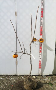 yizxL`(tEKL)@c؁@1.2m@T825y`̖؁z