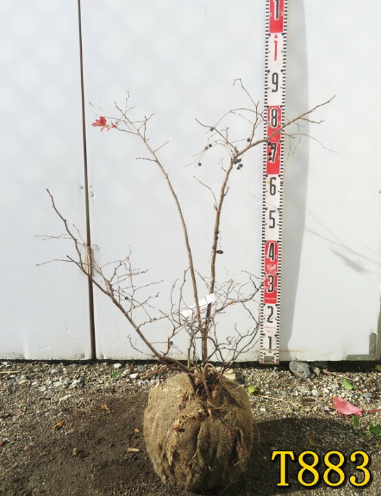 楽天市場】【選べる現品】ナツハゼ 株立ち 苗木 樹高約60m～ : 千草園芸