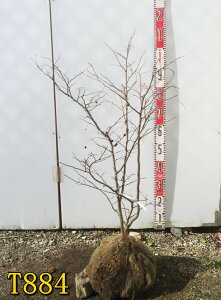 yIׂ錻izicn[ @@c؁@60m`