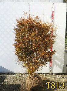 yIׂ錻izhE_ccW@c؁@W70cm×D60cm×H130cm@sԁAgt؁t