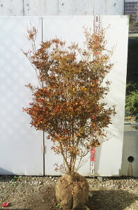 yizhE_ccW@c؁@W60cm×D60cm×H140cm @T814sԁAgt؁t