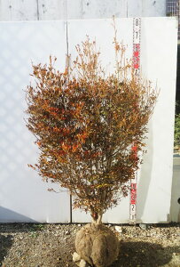 yizhE_ccW@c؁@W70cm×D40cm×H130cm@T815sԁAgt؁t