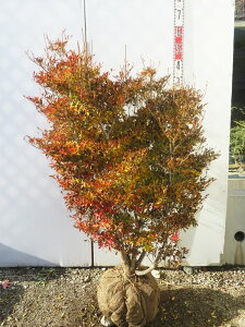 yizhE_ccW@c؁@W70cm×D60cm×H120cm@T817sԁAgt؁t