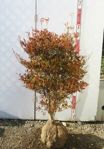 yizhE_ccW@c؁@W60cm×D50cm×H110cm@T818sԁAgt؁t