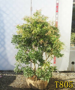 yԐFs/Iׂ錻izAZr@c؁@劔@W80cm×D70cm×H110cm