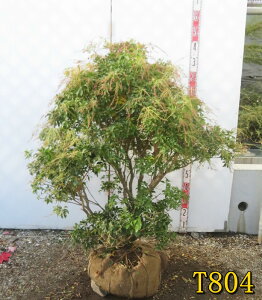 yԐFs/Iׂ錻izAZr@c؁@劔@W80cm×D70cm×H110cm