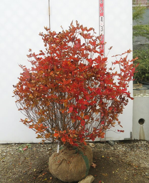 楽天市場】【現品】シロヤシオツツジ（白八汐）大株 W90cm×D60cm×H90cm 