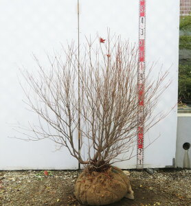 yizVVIccWij劔@W90cm×D70cm×H100cm@T845