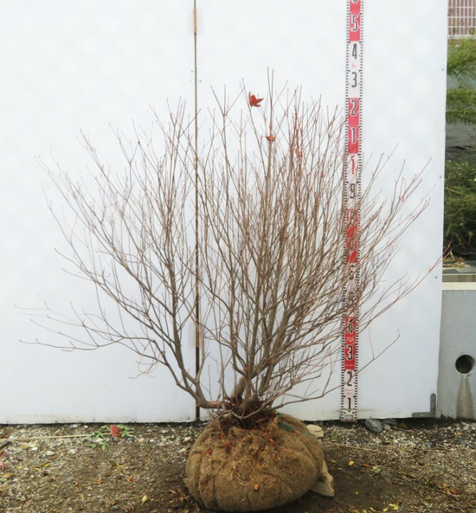 楽天市場】【現品】シロヤシオツツジ（白八汐）大株 W90cm×D70cm 