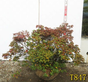 yIׂ錻izu[ccW@}|[ @劔@c