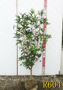 yIׂ錻izlG炫NZC(VLULNZC)@c